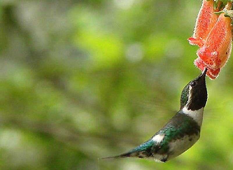 A male Esmeraldas Woodstar, an endemic bird species of Ecuador, feeding on a flower.