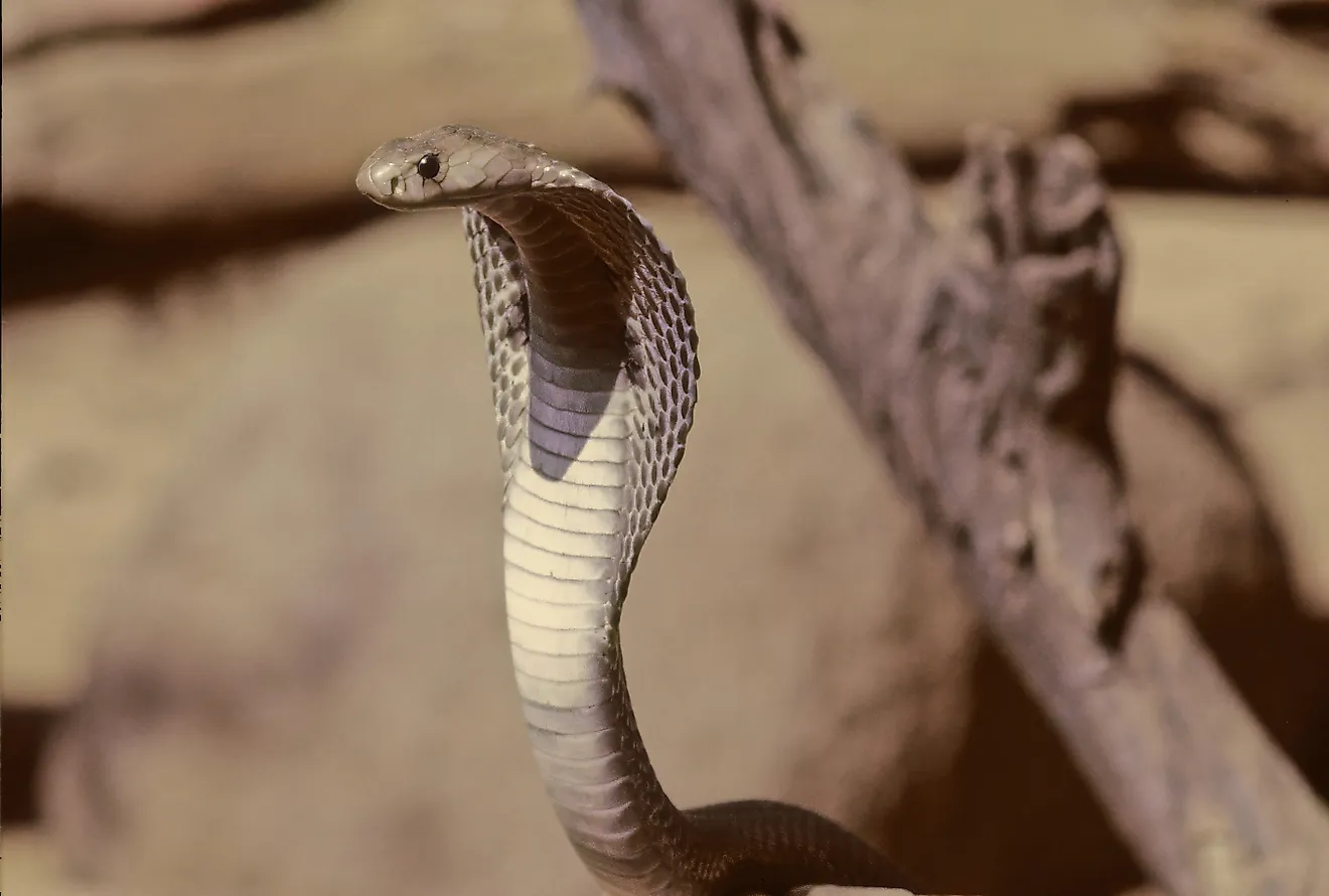 An Indian cobra (Naja naja)