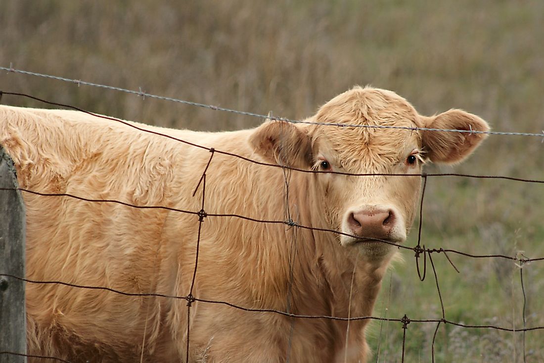 Barbed wire was and is used by ranches to enclose grazing livestock.