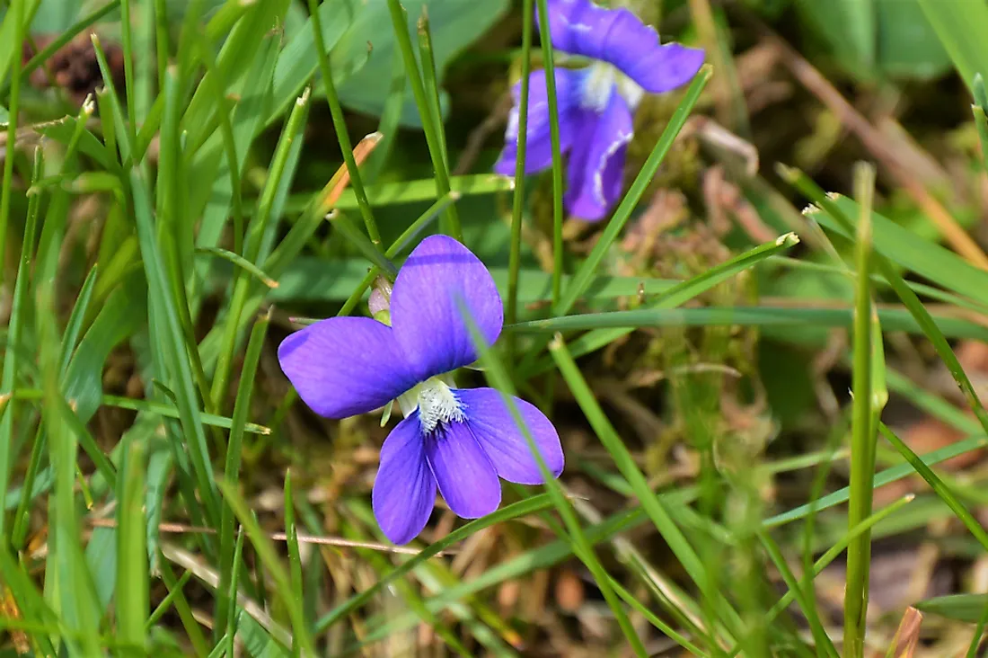 The common blue violet, the state flower of Illinois. 