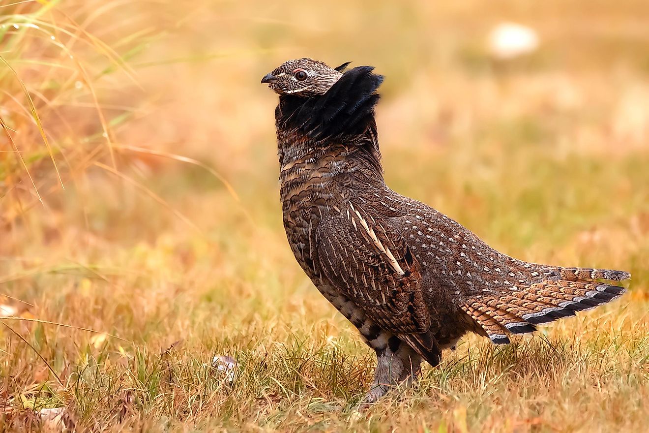 Display of fanned collar and tail of a ruffed grouse in autumn.