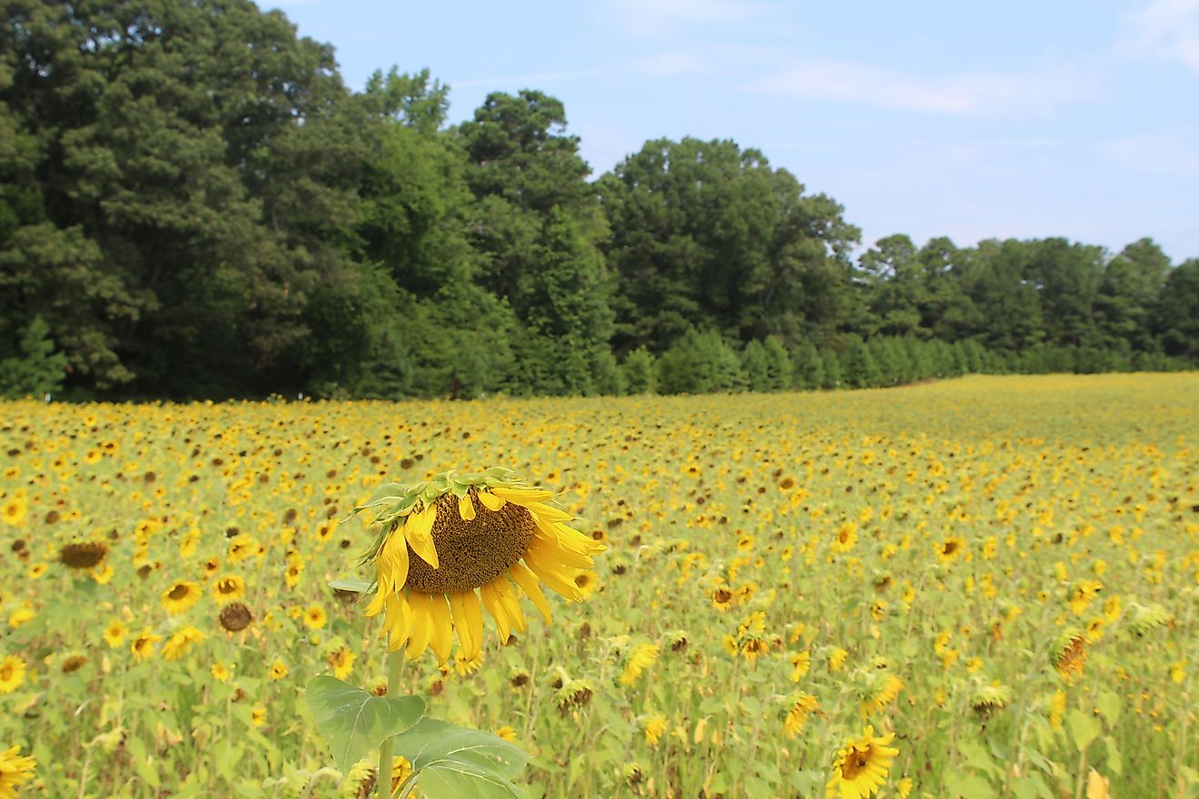 Sunflower field in McCormick, South Carolina, along the Savannah River Scenic Byway.