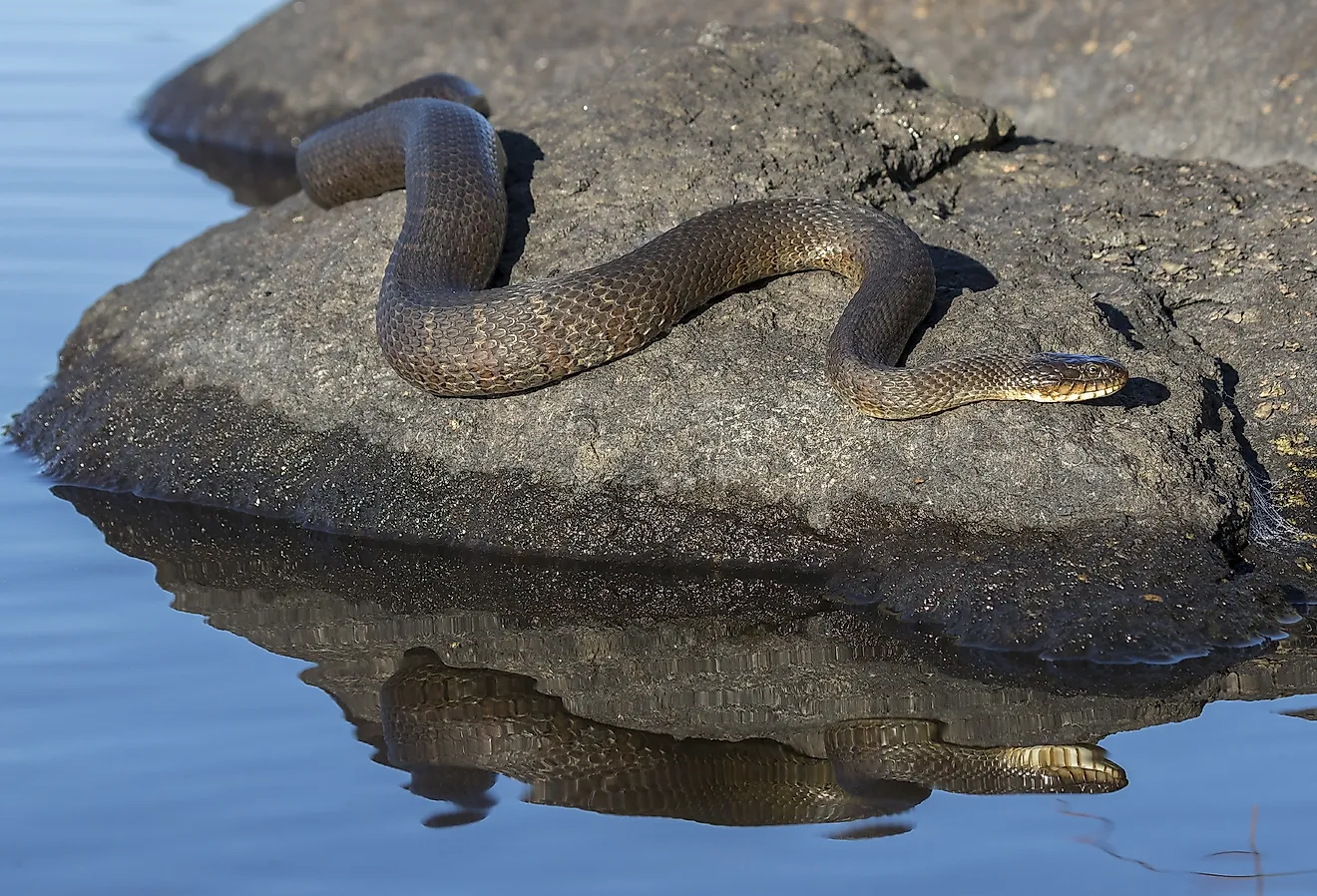 Northern Water Snake (Nerodia sipedon) basking on a rock in summer.
