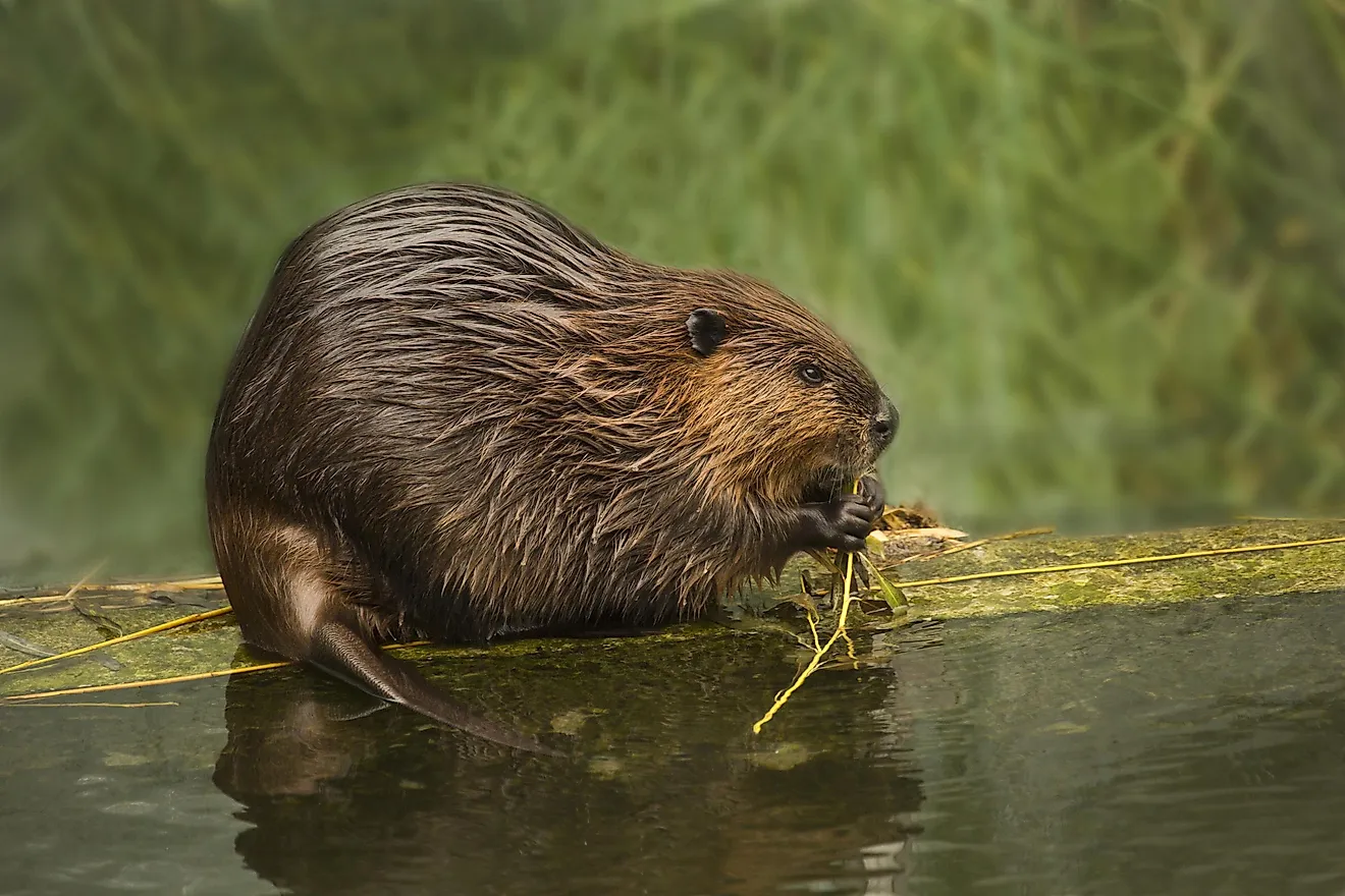 Beavers are complex creatures and are considered ecosystem engineers.