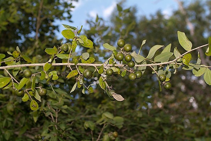 Alnwick's Strychnine trees' berries yield extremely poisonous seeds.