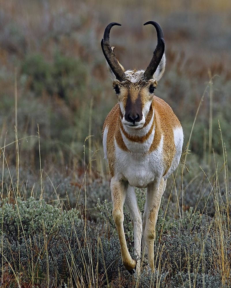 Pronghorn buck.