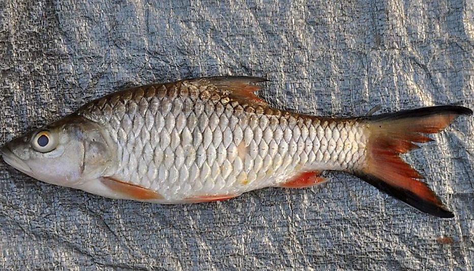 A fresh-caught Hampala Barb.