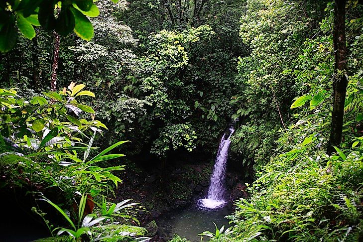 Middleham Falls empties into Emerald Pool in Morne Trois Pitons National Park.