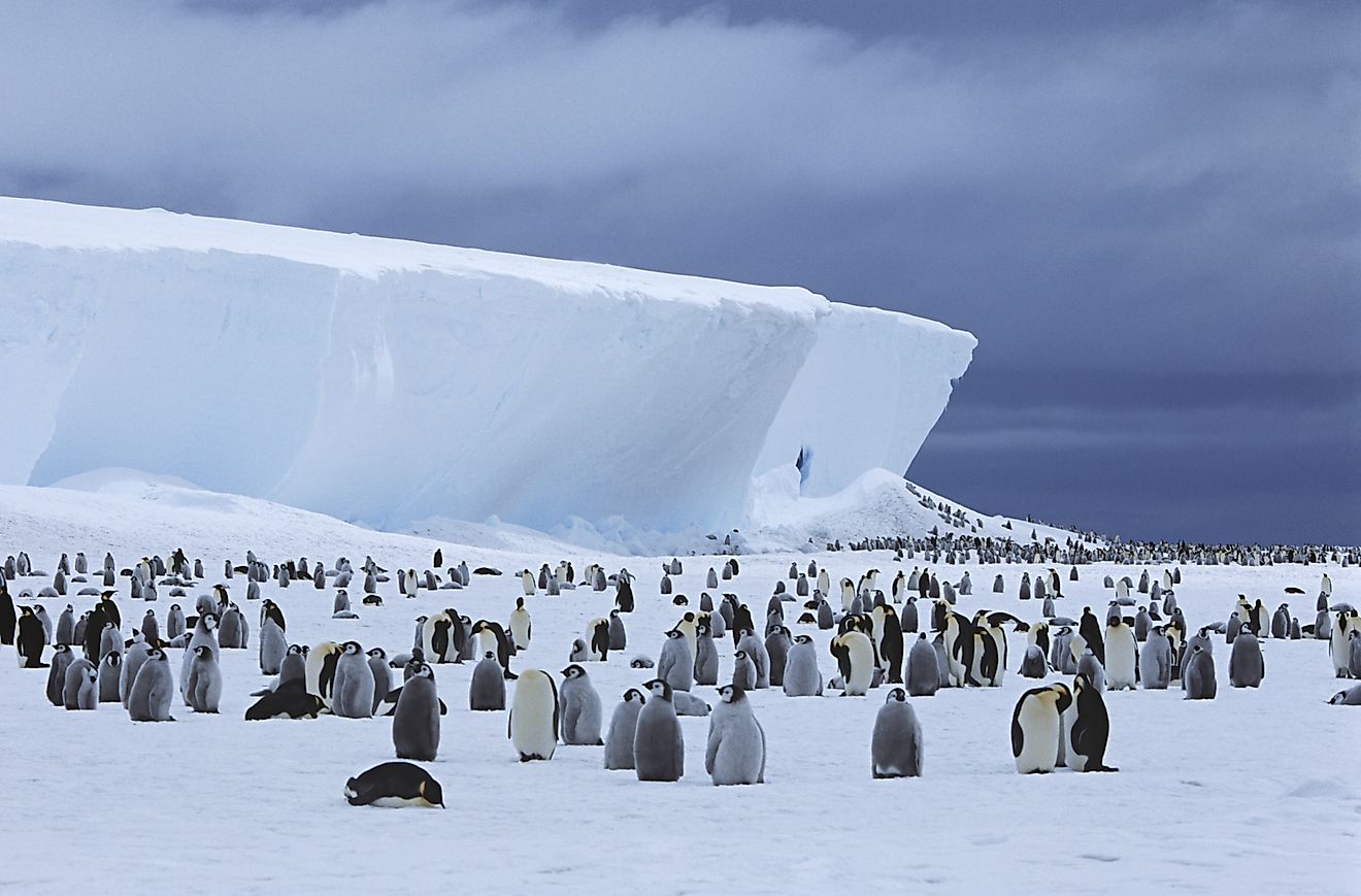 A massive colony of emperor penguins in Antarctica.