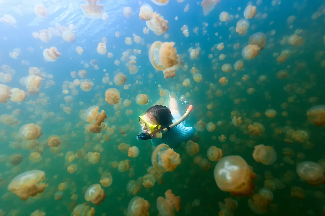 A woman snorkelling in the Jellyfish Lake in Palau.