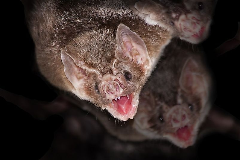 Common vampire bats hanging from the roof of a cave.