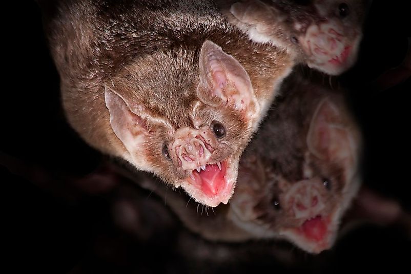 Common vampire bats hanging from the roof of a cave.