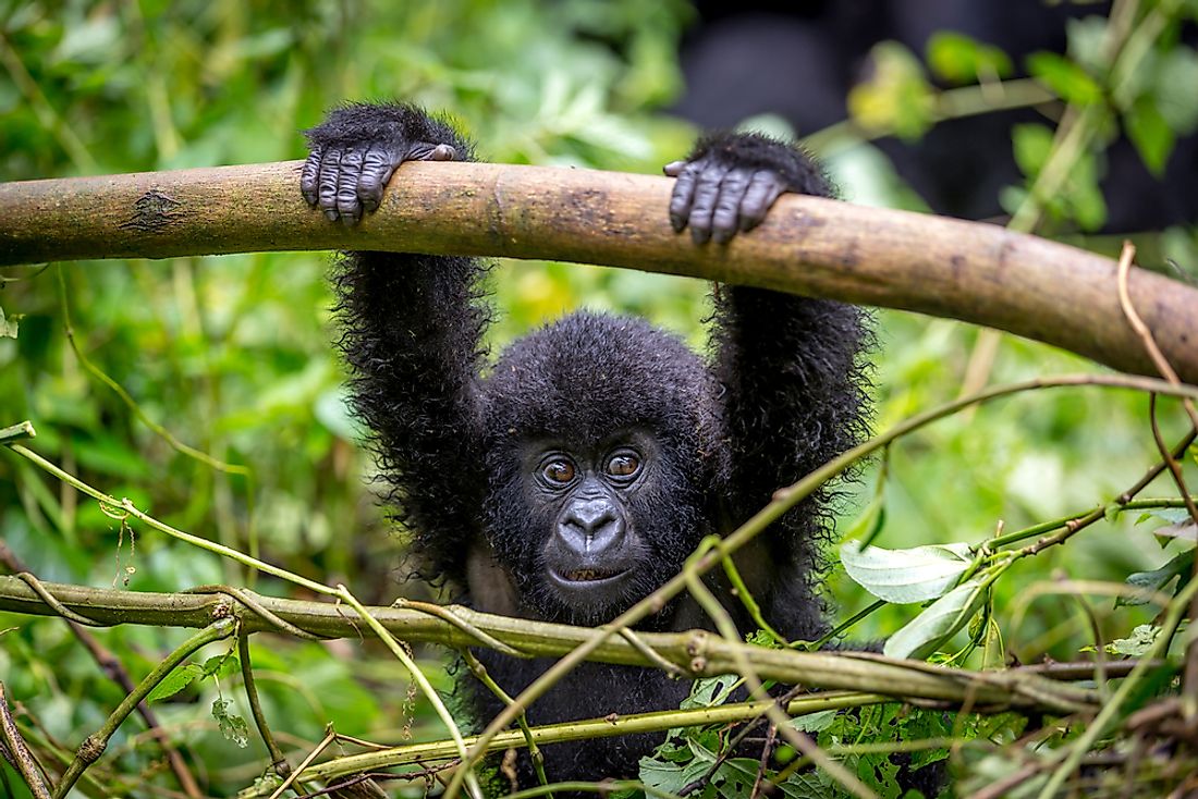 A baby gorilla in Rwanda. 
