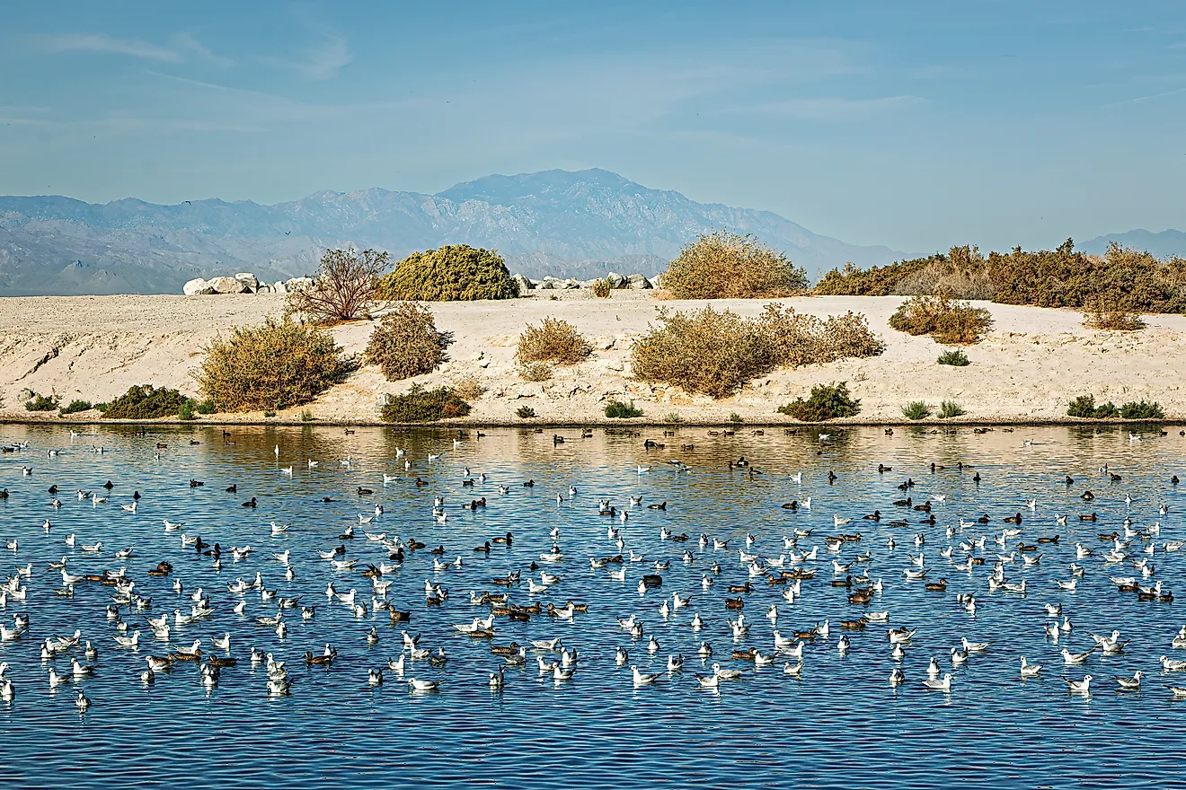 Migratory birds on the coastline of the Salton Sea during spring migration. Image Credits: MaryGavanPhotos via Shutterstock
