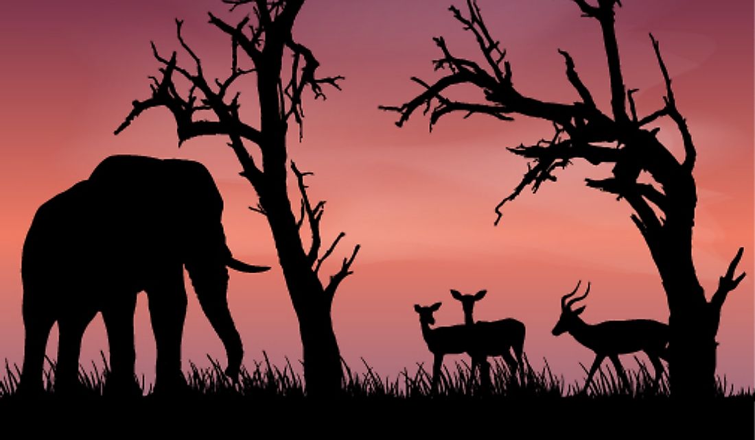 Africa is renown for its big game animals.