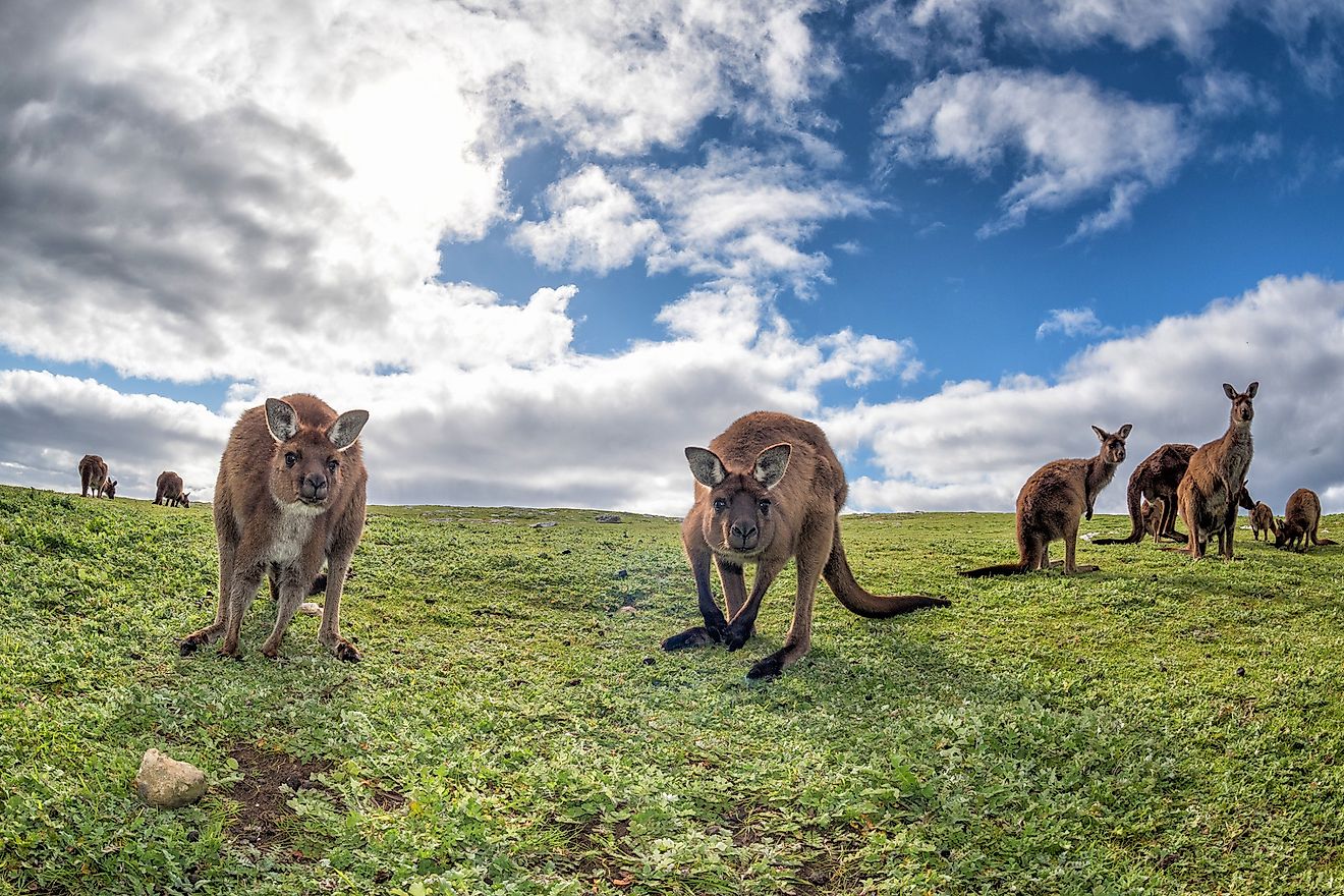 Kangaroos are marsupial animals that are endemic to Australia.