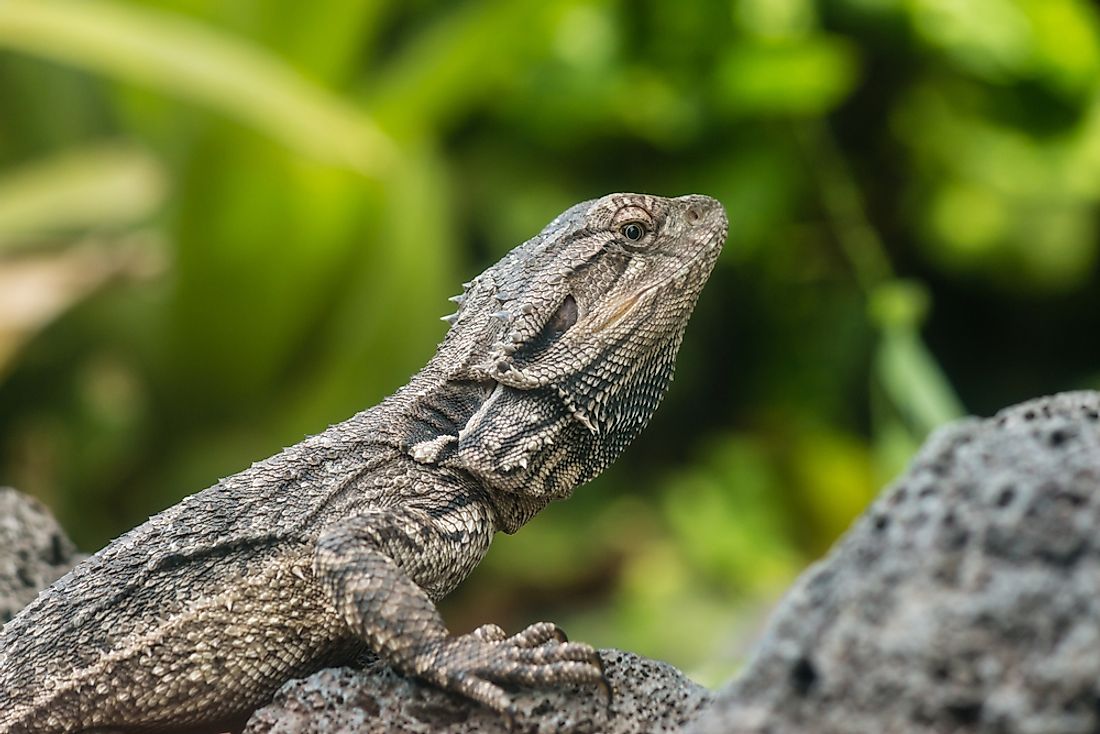 The Tuatara lizard, found in New Zealand, is one of the world's longest living organisms. 