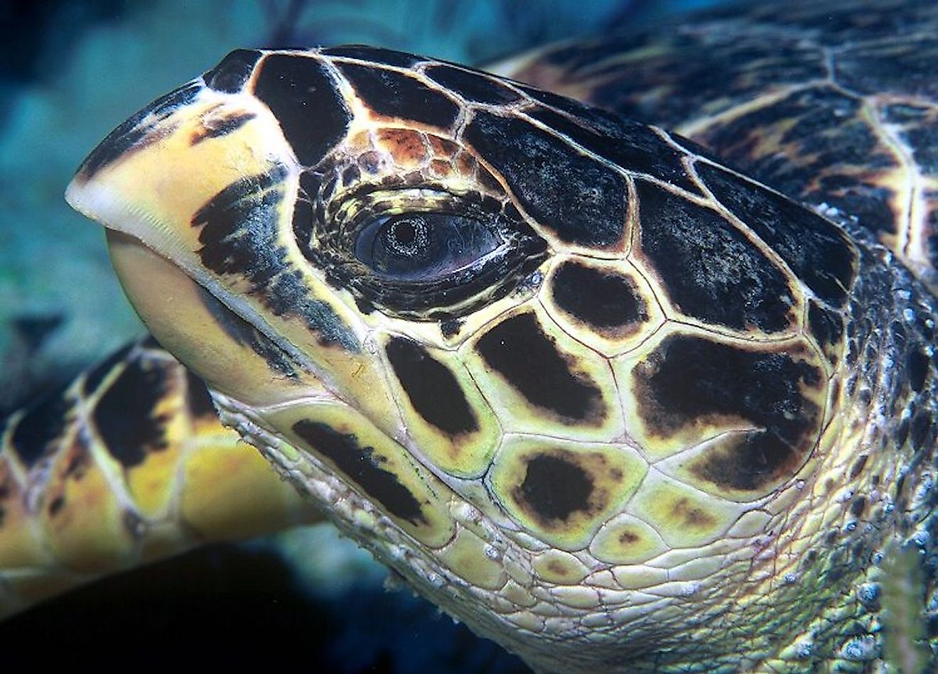 A hawksbill turtle is named so for its hawk-like shape of the bill. Image credit: Tom Doeppner/Wikimedia.org