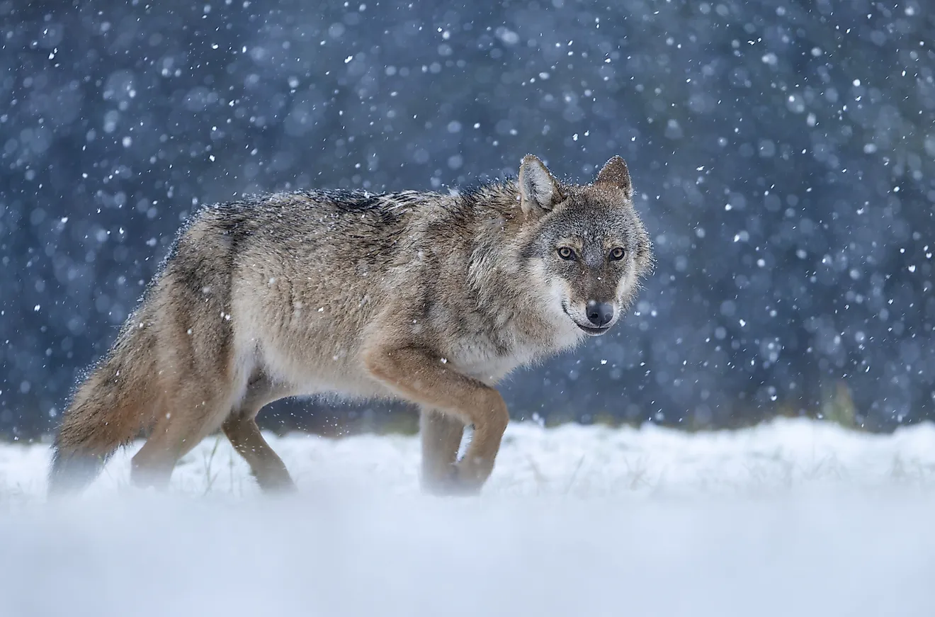 Grey wolf ( Canis lupus ) close up. Credit: Piotr Krzeslak / Shutterstock