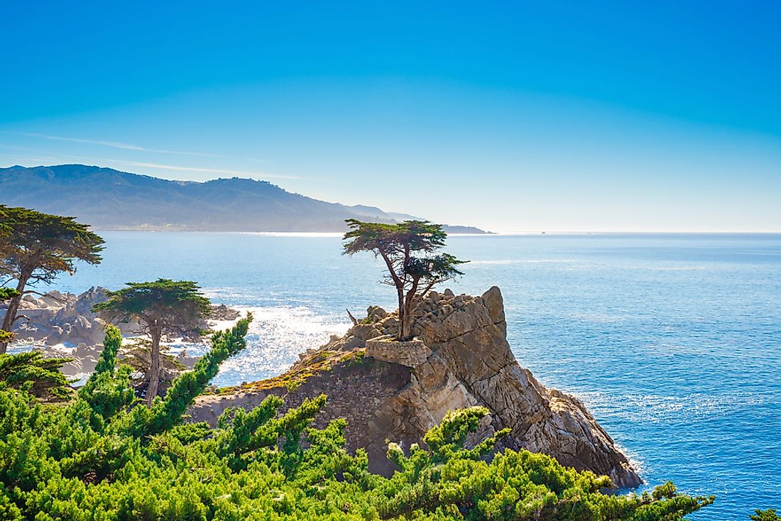 The solitary cypress clings to the wave-washed rock overlooking the Monterey Peninsula. 