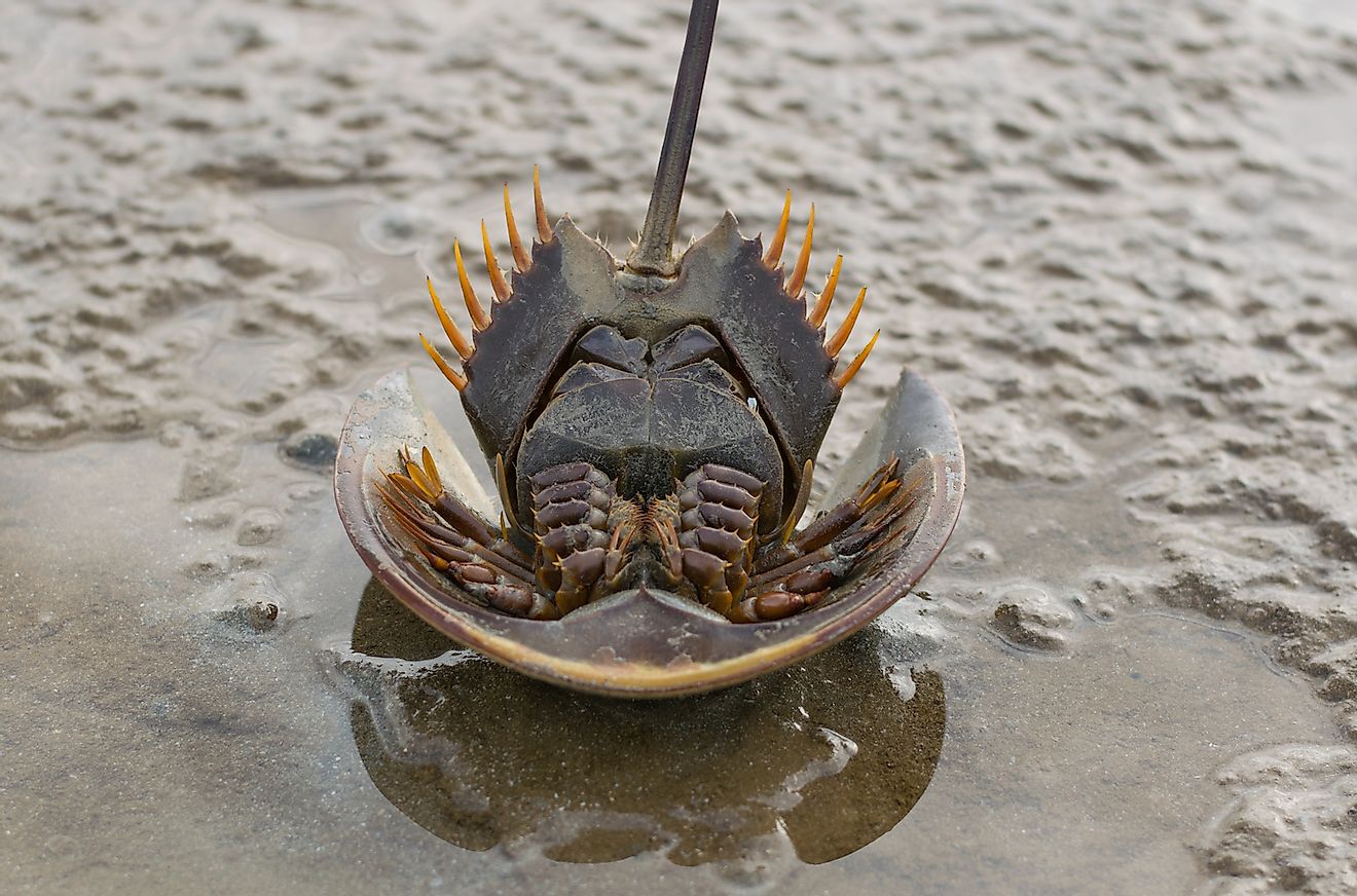 Horseshoe crab. Image credit: DANUN/Shutterstock.com