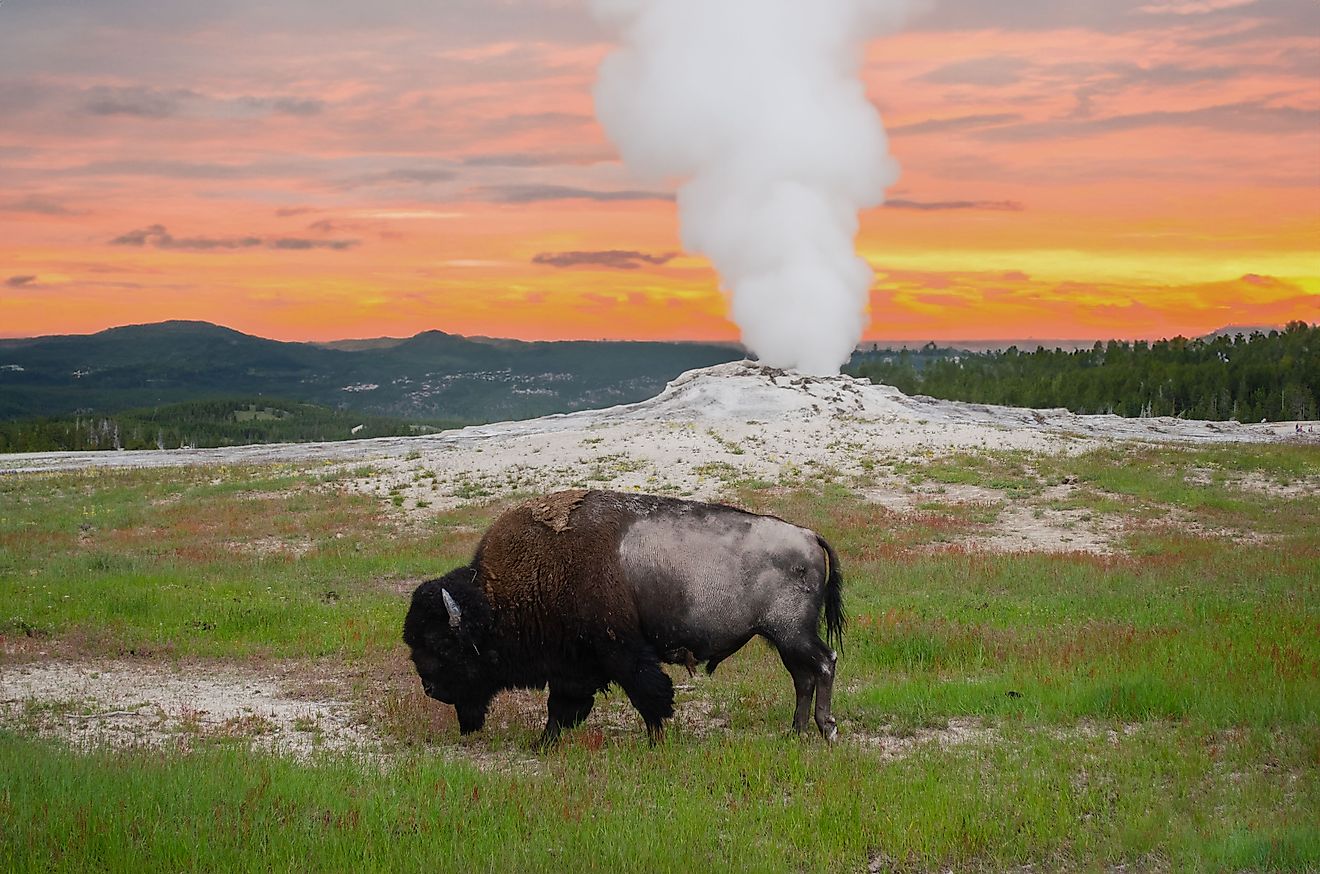 Buffalo and Old Faithful in Yellowstone