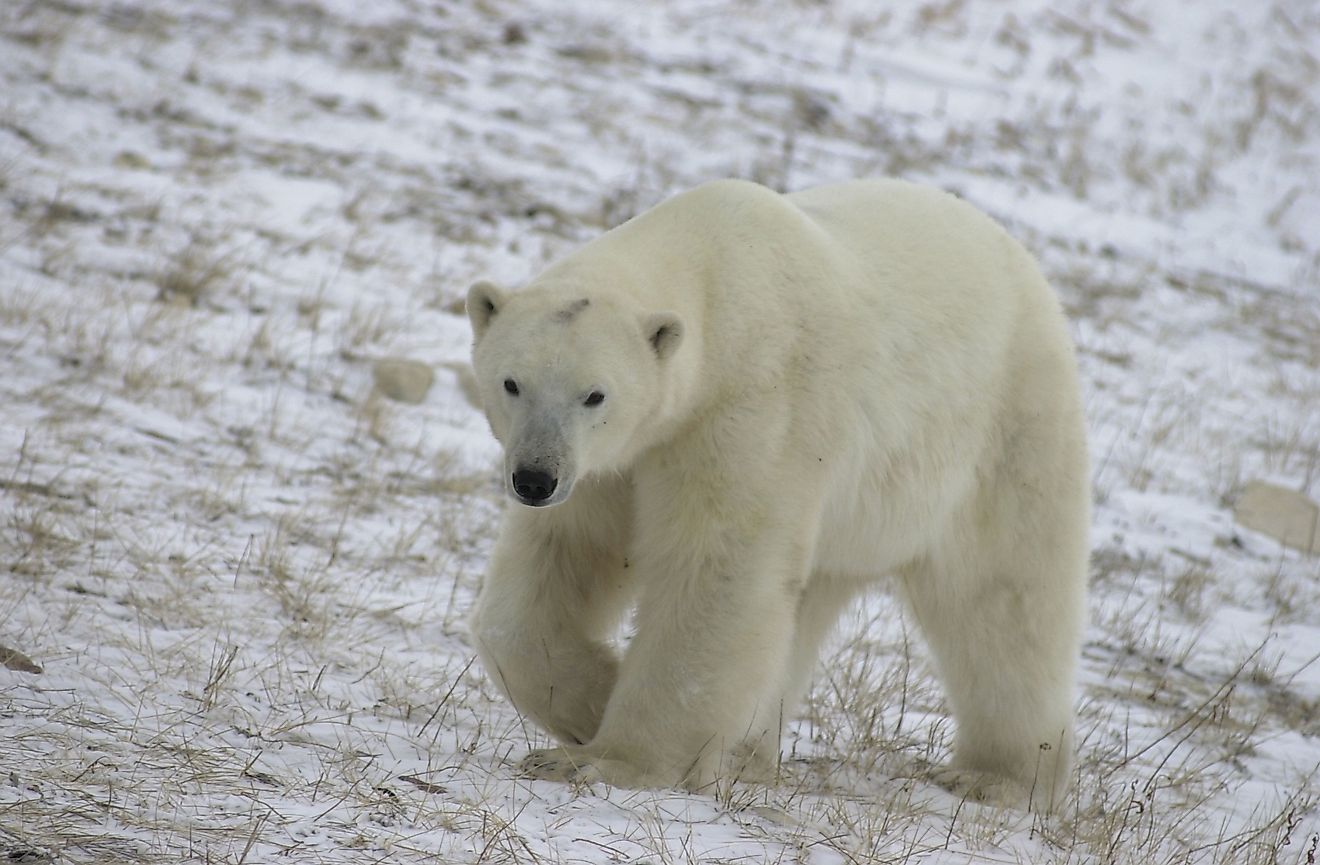 Though seals are the primary food source for polar bears, smaller animals can also be hunted and eaten as needed.