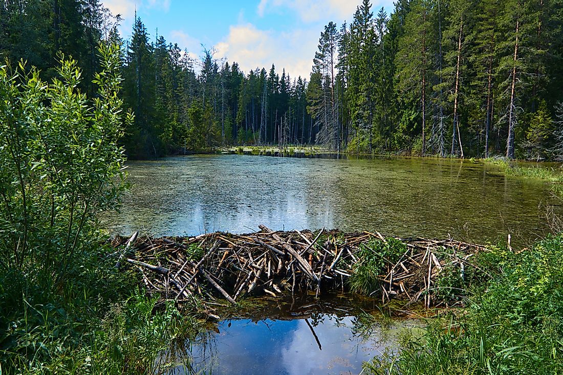 The way that beavers alter their ecosystems, through dam building among other tasks, is an example of "niche construction" in the environment.