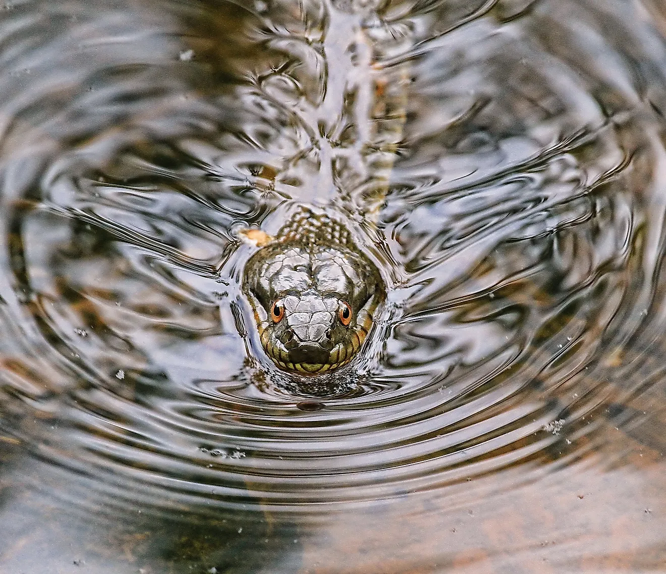 Northern Water Snake Sticking his Head out of the Water. 