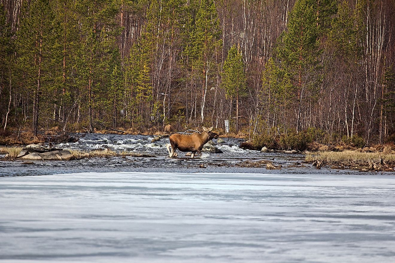 A pregnant female elk in Lapland taiga. Image credit: Maximillian cabinet/Shutterstock.com