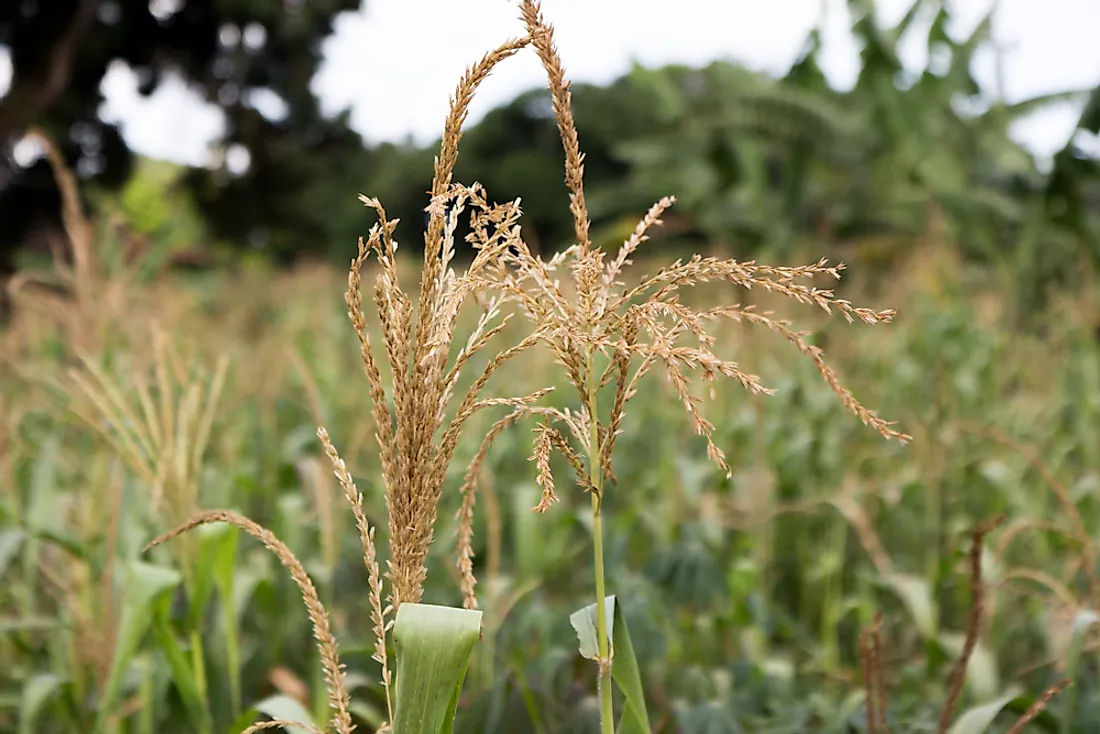 The use of fertilizers and pesticides are strictly regulated in Uganda. 