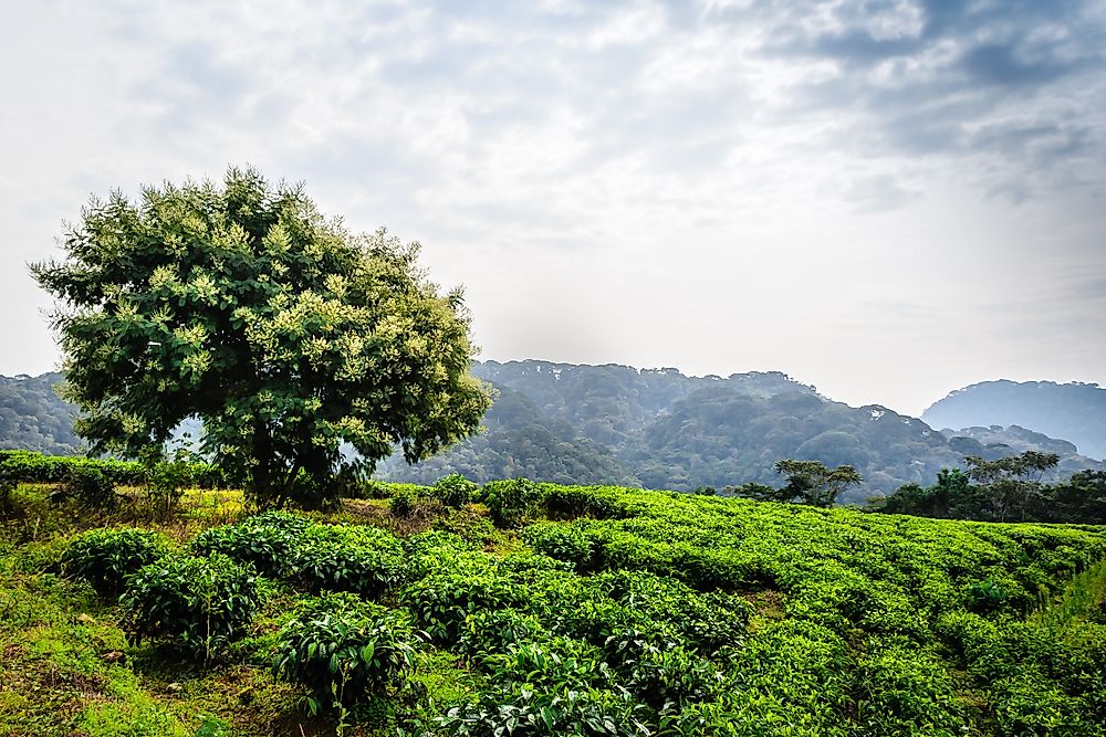 Nyungwe Forest National Park, Rwanda. 