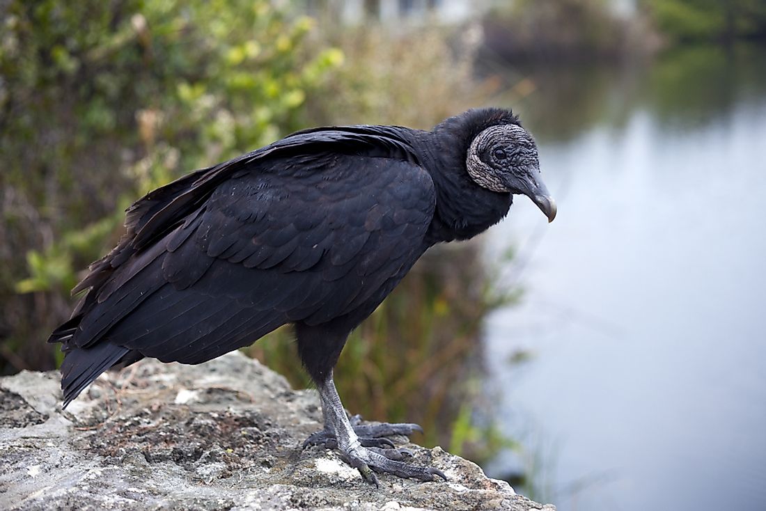 Black vultures have black feathers with a grey face and legs.