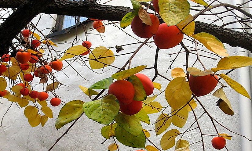 Persimmon growing on a tree.