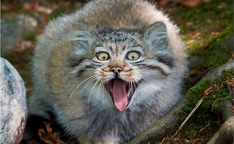 Juvenile Pallas cat (Otocolobus manul) from the front with open mouth.