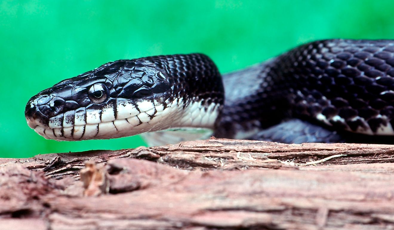 Close-up of a Black Rat Snake (Elaphe obsolete). 