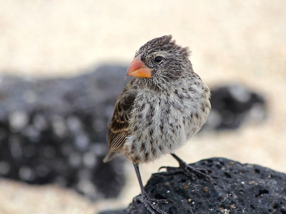 Darwin's Finch in the Galapagos Islands.