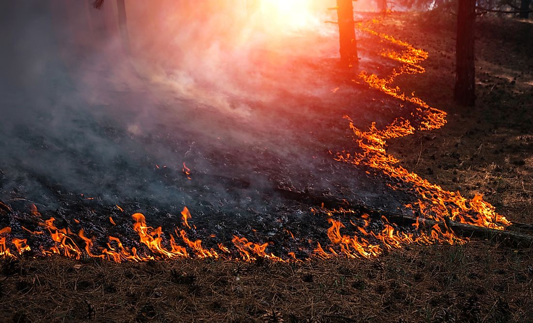 Wildfires can be caused by a variety of human or natural reasons.