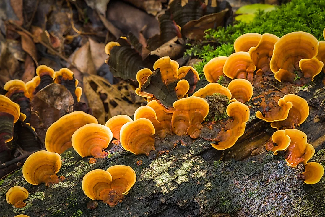 The Reishi or Ganoderma Lucidum mushroom is said to be the longest used fungus for medicinal purposes. 