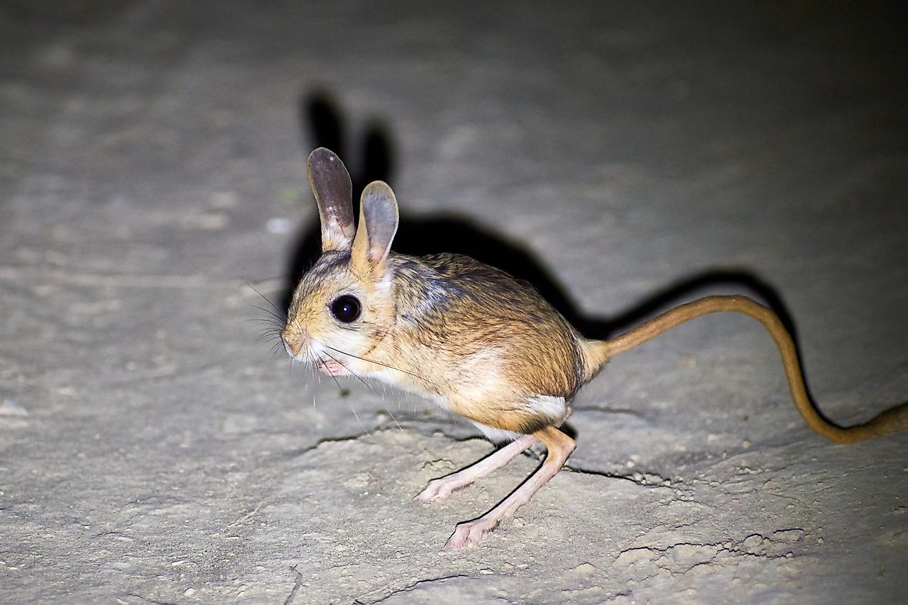 Jerboa is an extremely small rodent found in deserts that are known for its ability to jump high.