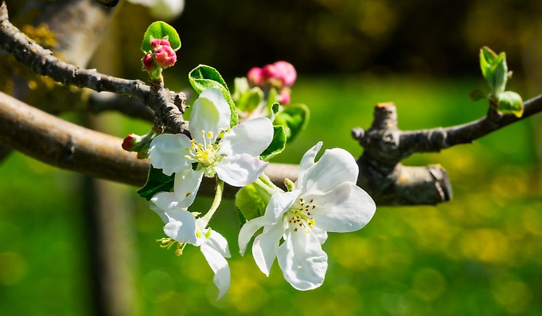 The apple blossom is pink or white and quite fragrant.
