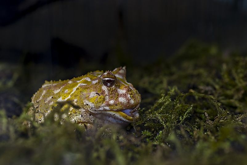 A Cranwell's Horned Frog near a stream at night,