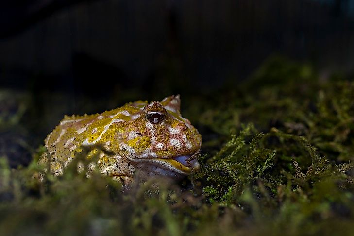 A Cranwell's Horned Frog near a stream at night,