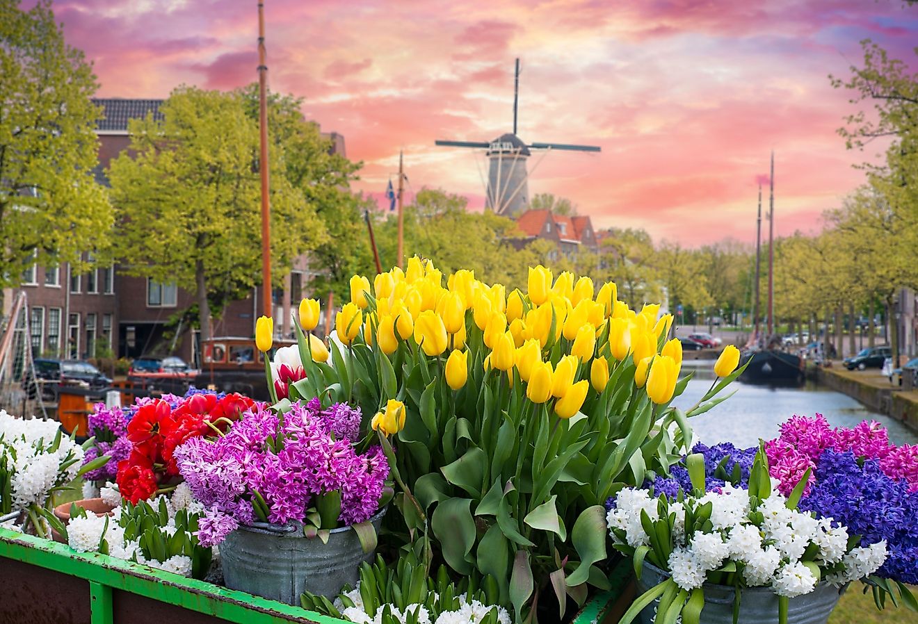 Windmill and spring flowers blooming in Holland, Michigan.