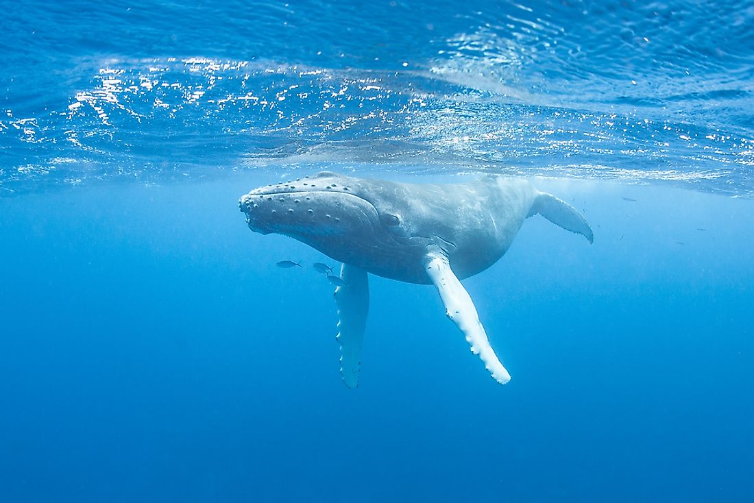 Humpback whales are differentiated from one another by their unique dorsal fins and flukes.
