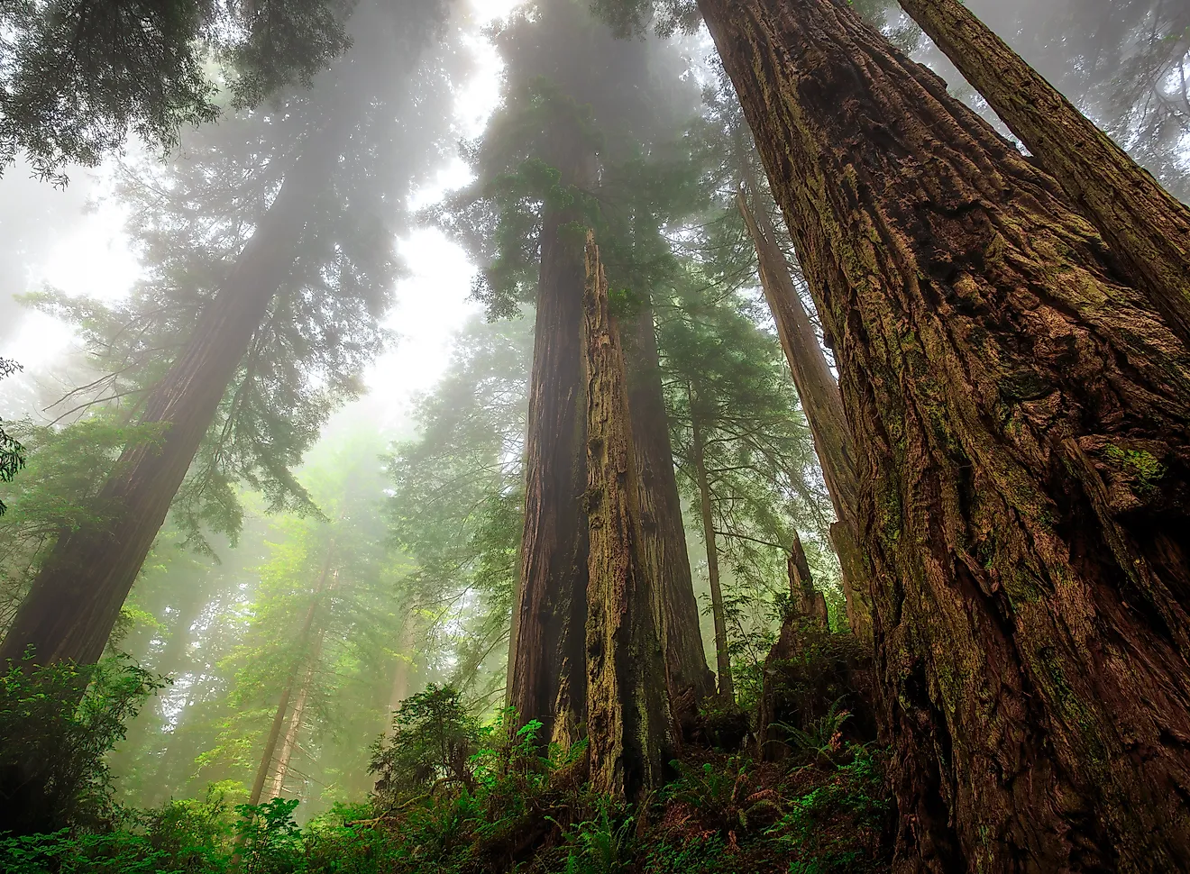 Foggy Light in the Redwoods at Del Norte Coast Redwoods State Park, Redwoods National Park, California. 