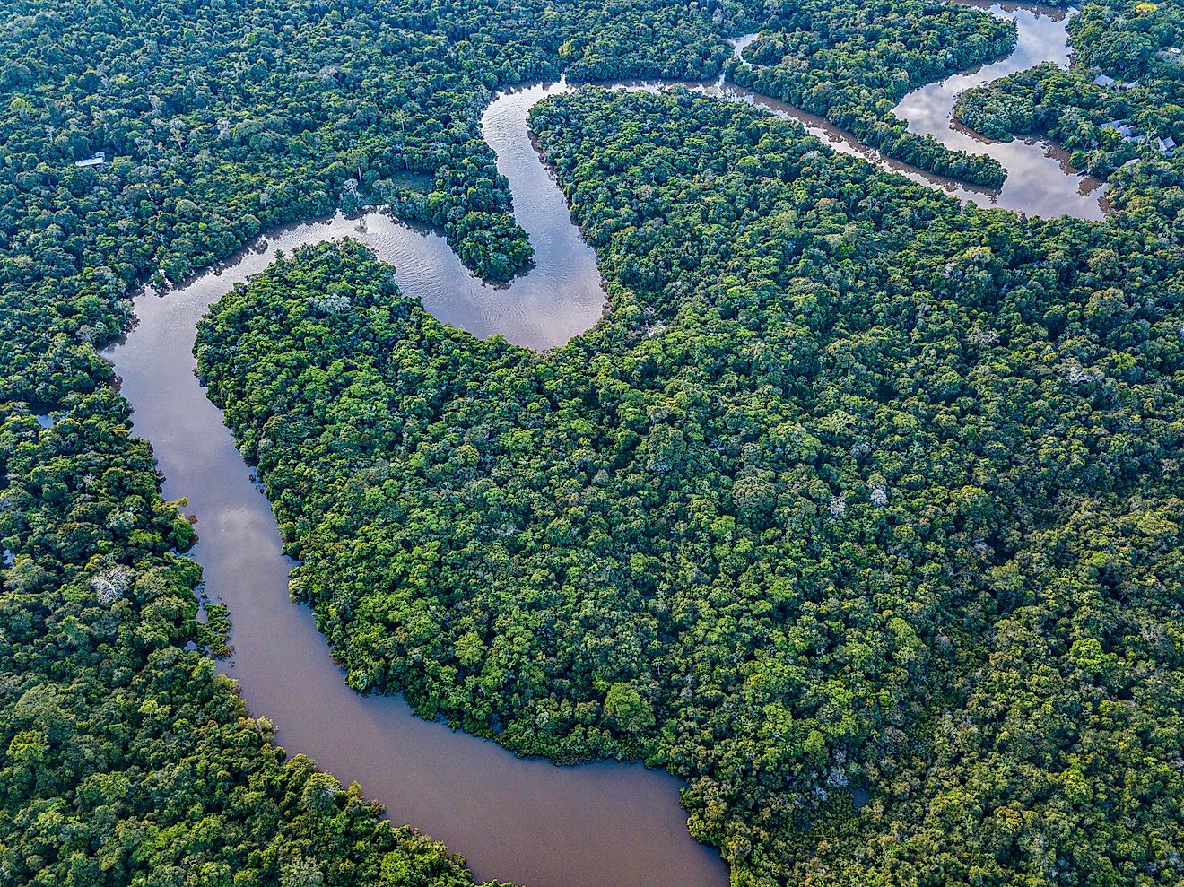The Amazon River in the tropical rainforest