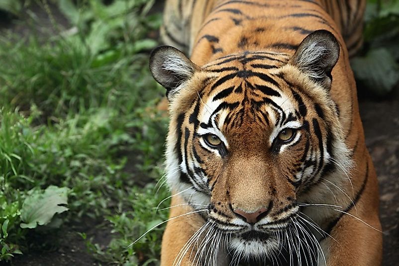 A critically threatened Malayan Tiger.