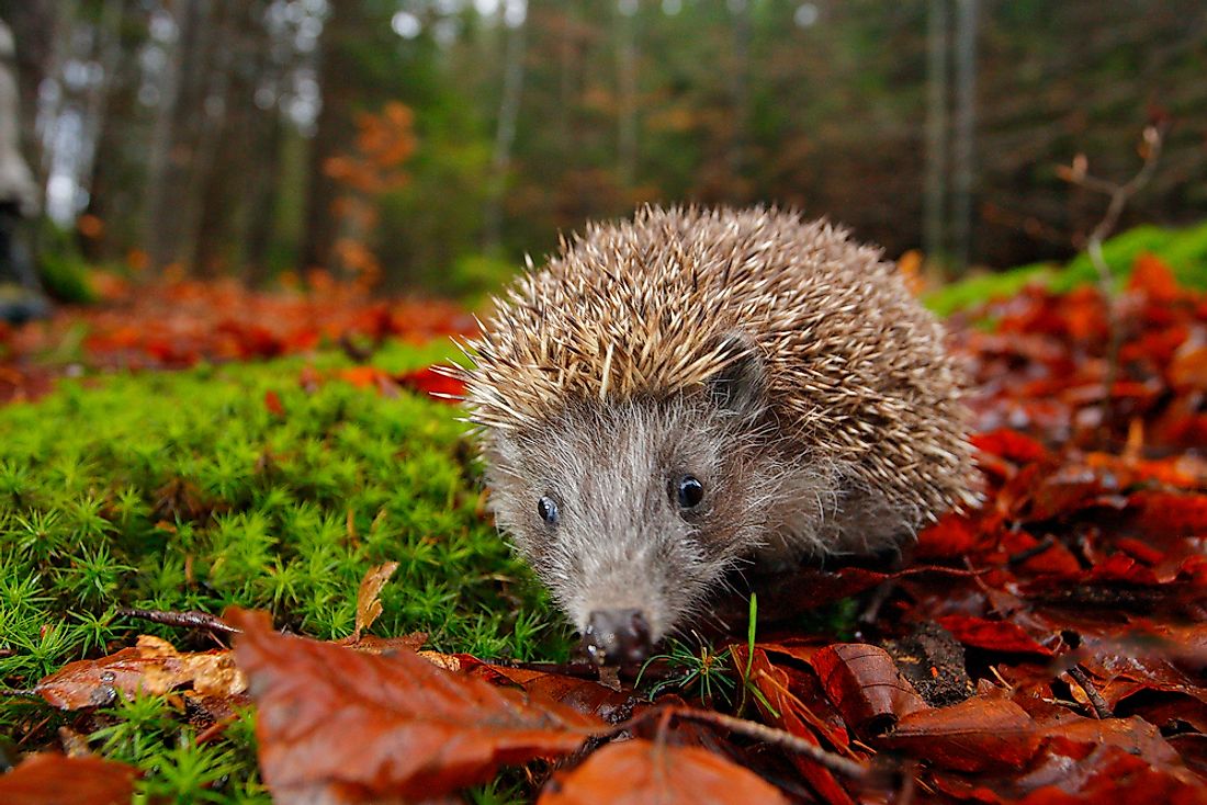 European hedgehogs thrive in grasslands, woodlands, and meadows.