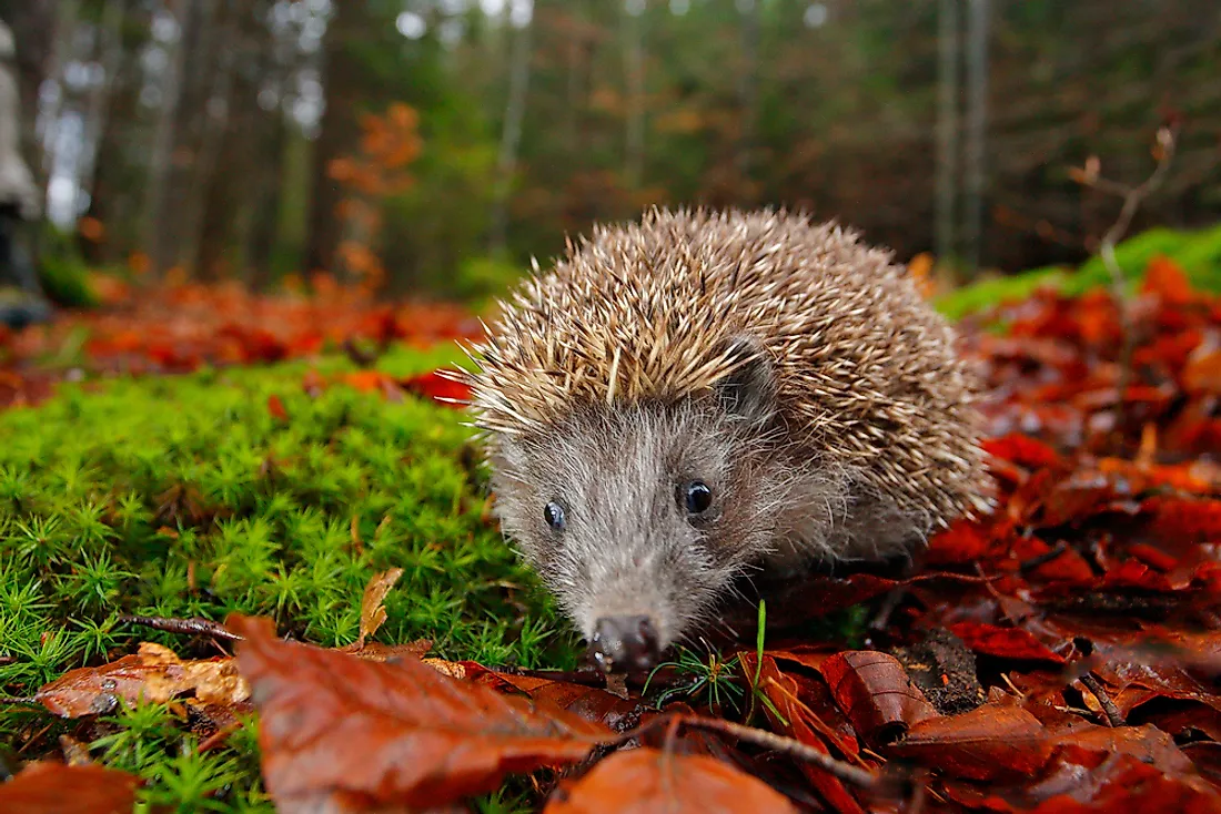 European hedgehogs thrive in grasslands, woodlands, and meadows.